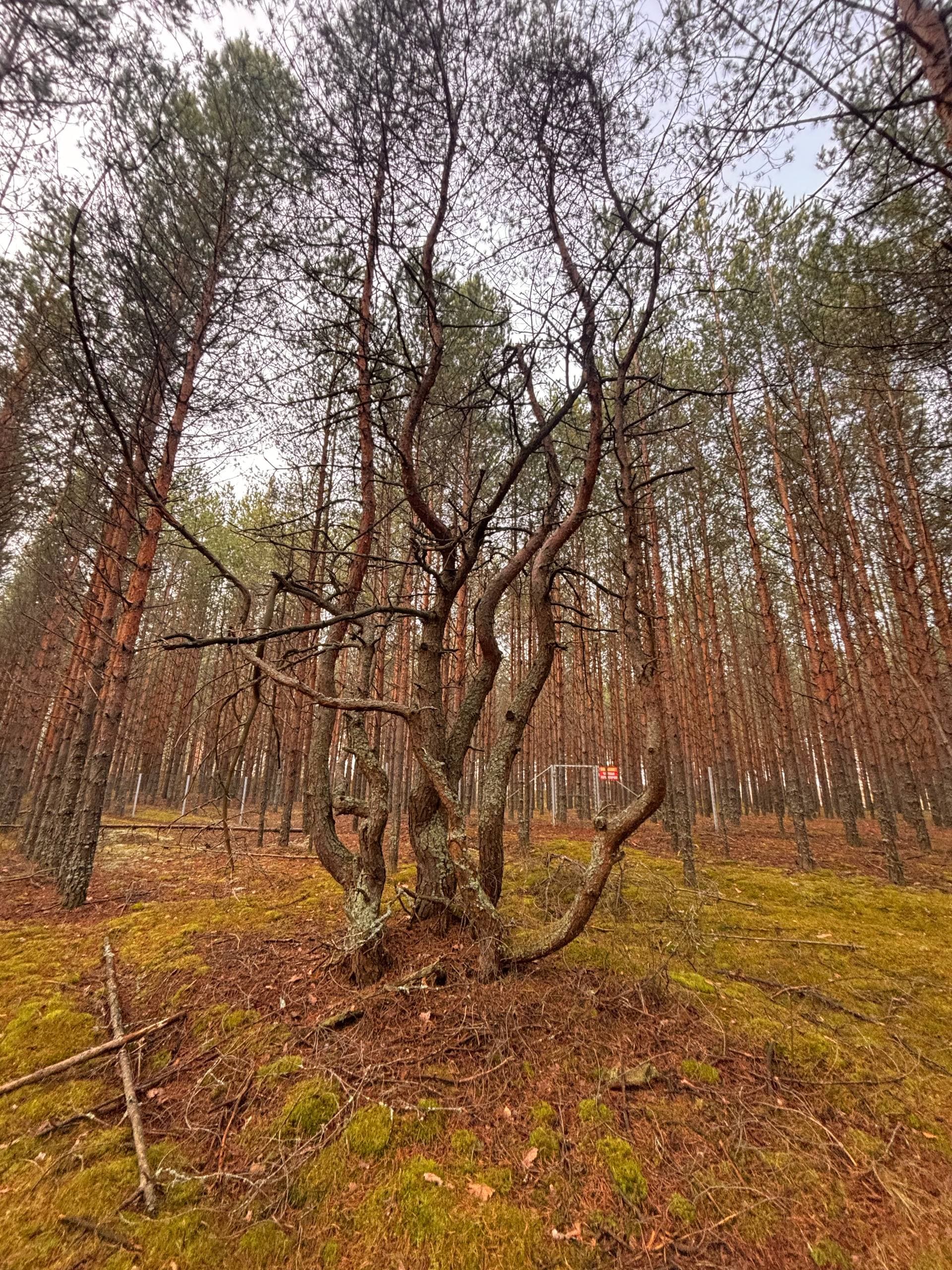 Весенний велопоход по Мещере